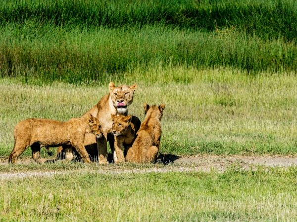 Tanzania holiday with Serengeti walking safari 