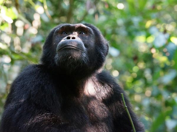 Primate tracking and safari holiday, Uganda