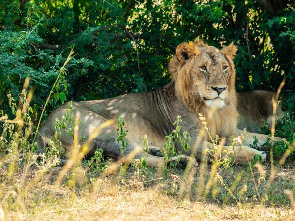 Primate tracking and safari holiday, Uganda