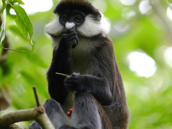 Primate tracking and safari holiday, Uganda