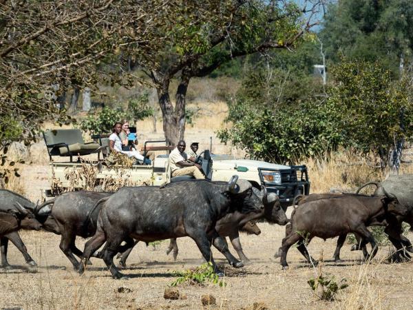 Mobile walking safari in Zambia