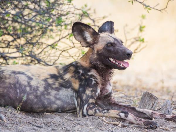 Kenya 9 day Safari, tailor made  