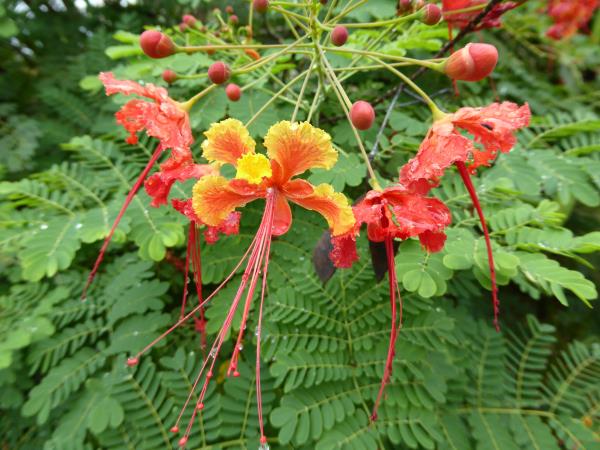 Barbados walking holiday