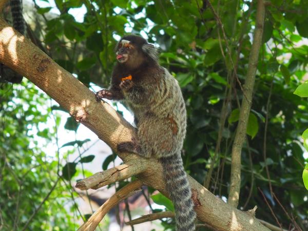 Best of Brazil holiday, wildlife, waterfalls & coast