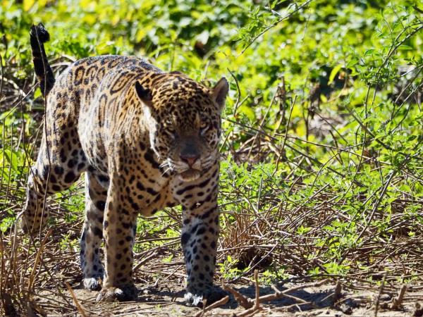 Best of Brazil holiday, wildlife, waterfalls & coast