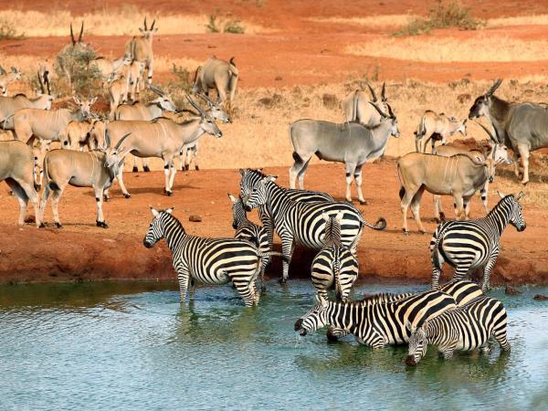 Amboseli and Tsavo safari holiday, Kenya