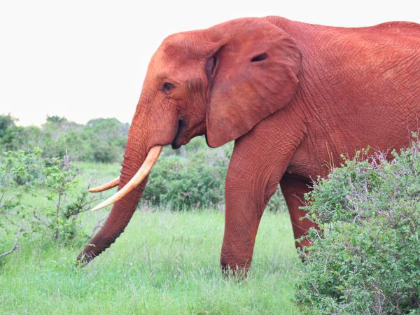 Amboseli and Tsavo safari holiday, Kenya