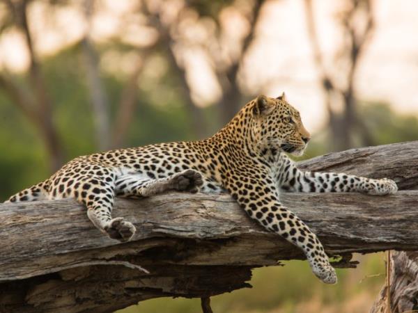 Rwanda Gorilla safari, game & forests 