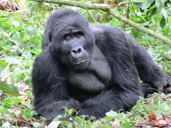 Uganda Gorilla trekking adventure 