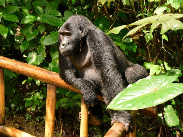 Uganda Gorilla trekking adventure 