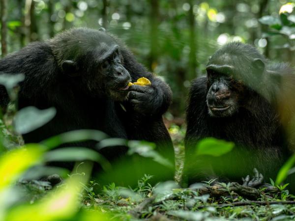 Uganda Gorilla trekking adventure 