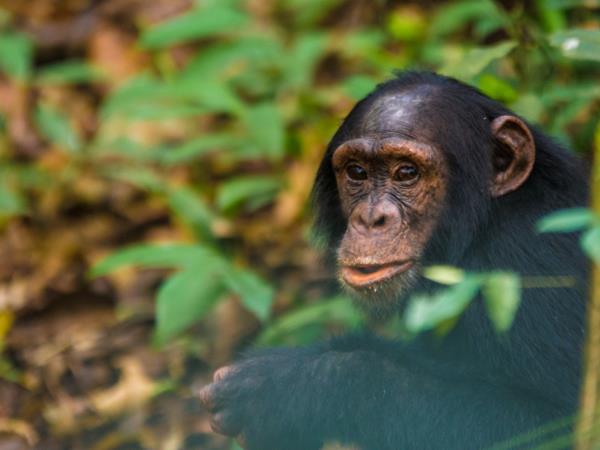 Uganda Gorilla trekking adventure 