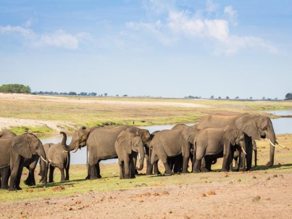 Uganda Gorilla trekking adventure 
