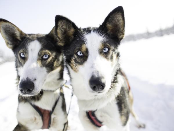 Luxury Arctic Lodge holiday
