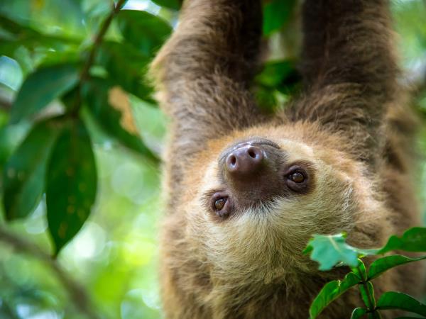 Costa Rica honeymoons