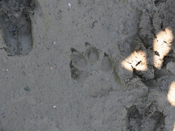 Wolf tracking holiday in Romania