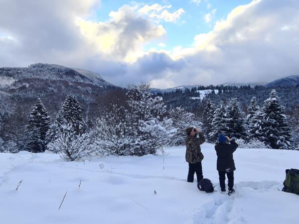 Wolf tracking holiday in Romania