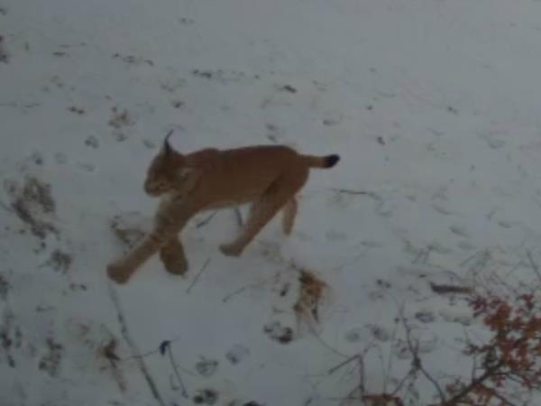 Transylvania wildlife holiday, lynx watching and tracking