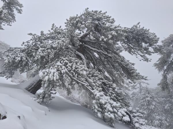 Cyprus food and foraging winter holiday