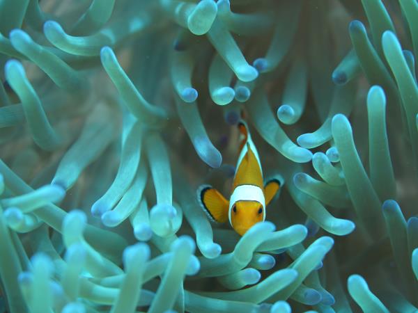Micronesia & Solomon Islands cruise