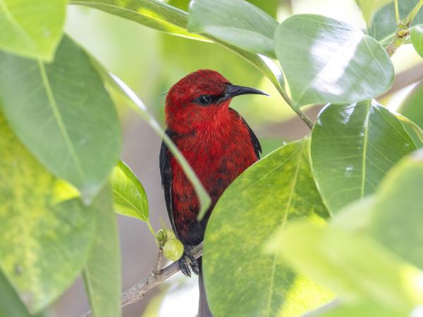 Micronesia & Solomon Islands cruise
