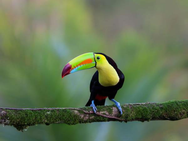 Costa Rica self drive holiday, natural history