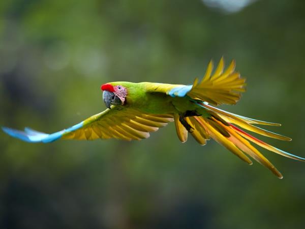 Costa Rica national parks tour