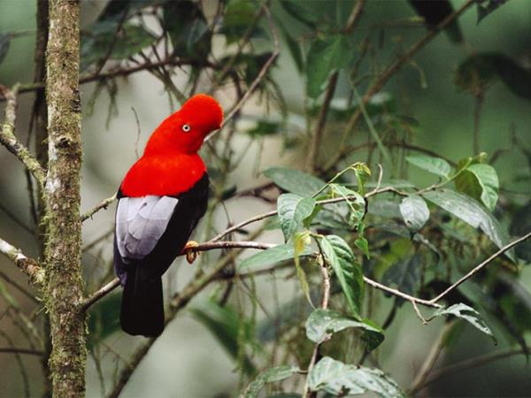 Ecuador highlights & Galapagos island hopping holiday