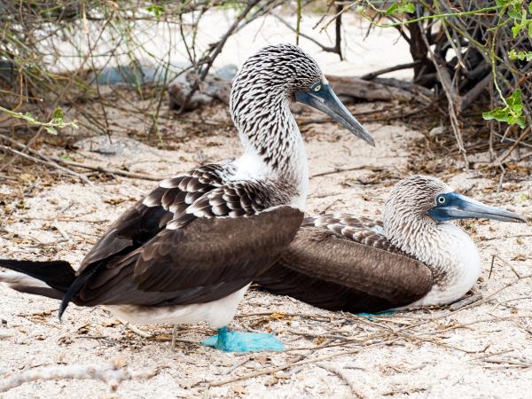 Ecuador highlights & Galapagos island hopping holiday