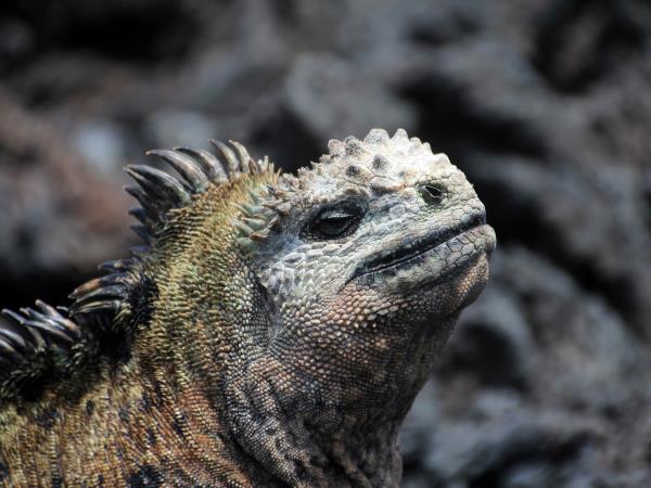 Ecuador highlights & Galapagos island hopping holiday