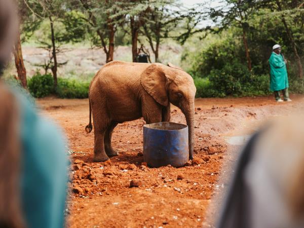 Kenya safari and Diani beach holiday