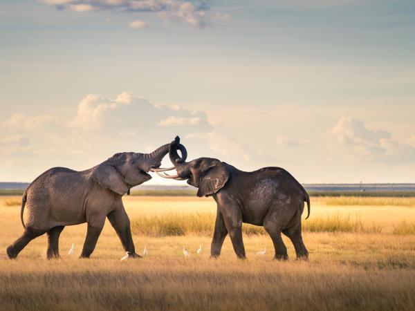 Kenya safari and Diani beach holiday