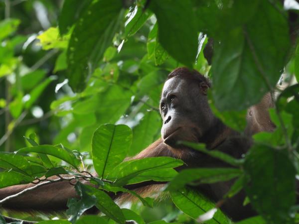 Sabah rainforest wildlife holiday, Borneo