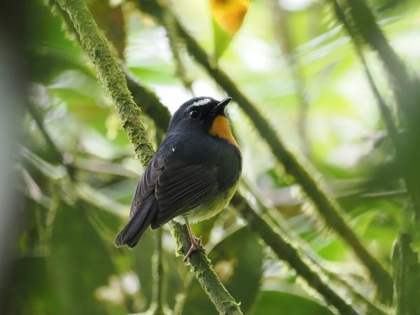 Sabah rainforest wildlife holiday, Borneo