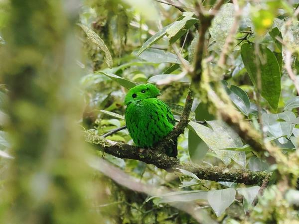 Sabah rainforest wildlife holiday, Borneo