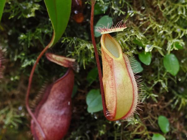Sabah rainforest wildlife holiday, Borneo