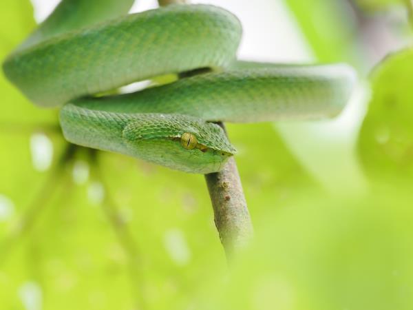 Sabah rainforest wildlife holiday, Borneo