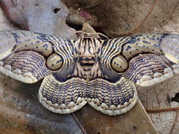 Sabah rainforest wildlife holiday, Borneo