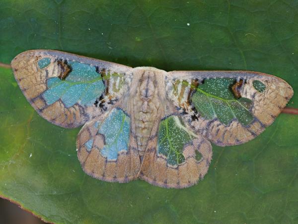 Sabah rainforest wildlife holiday, Borneo