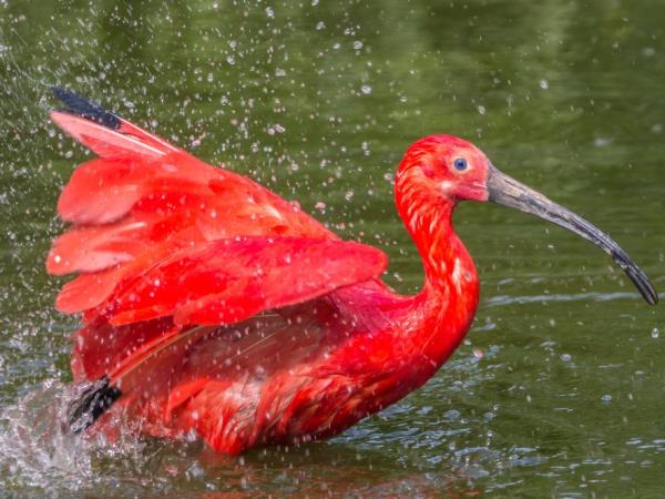 Trinidad & Tobago nature holiday