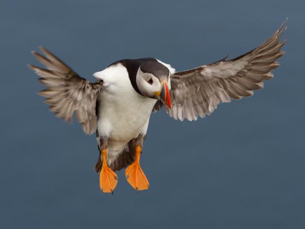 Shetland wildlife holiday, Scotand