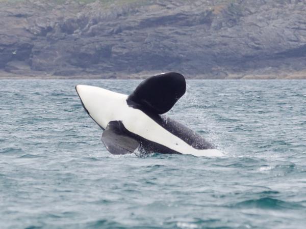 Shetland wildlife holiday, Scotand