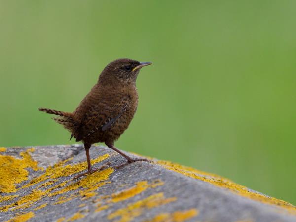 Shetland wildlife holiday, Scotand