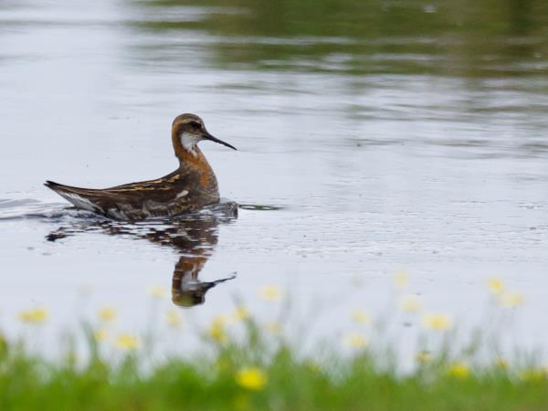 Shetland wildlife holiday, Scotand