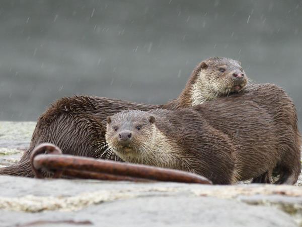 Shetland wildlife holiday, Scotand