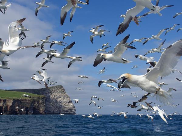 Shetland wildlife holiday, Scotand