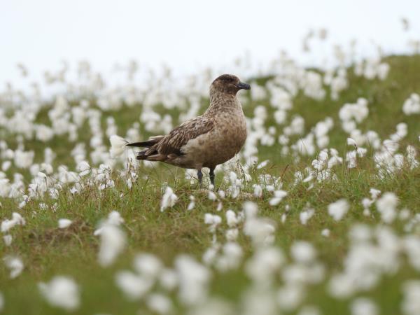 Shetland wildlife holiday, Scotand