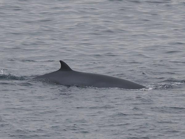 Outer Hebrides wildlife holiday, Scotland
