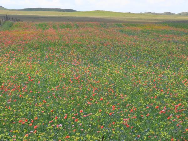 Outer Hebrides wildlife holiday, Scotland