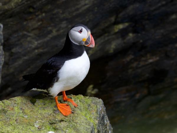 Outer Hebrides wildlife holiday, Scotland
